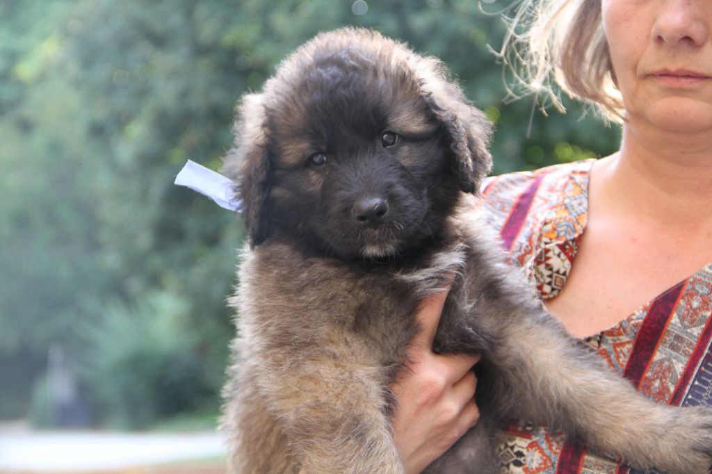 Des Chateaux De L'Arclusaz - Leonberger - Portée née le 19/07/2017